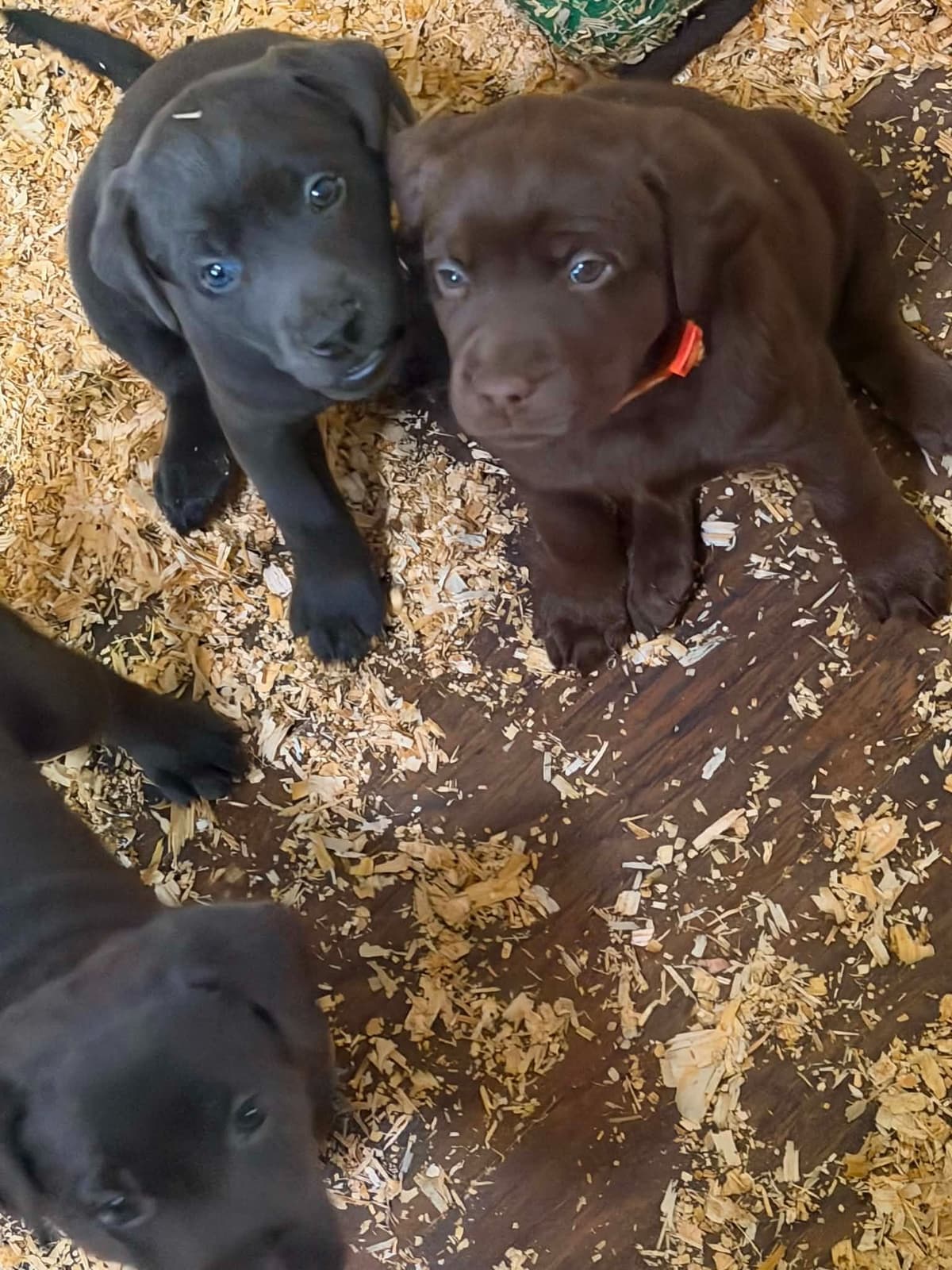 Labrador Retriever Puppies breeder image 2