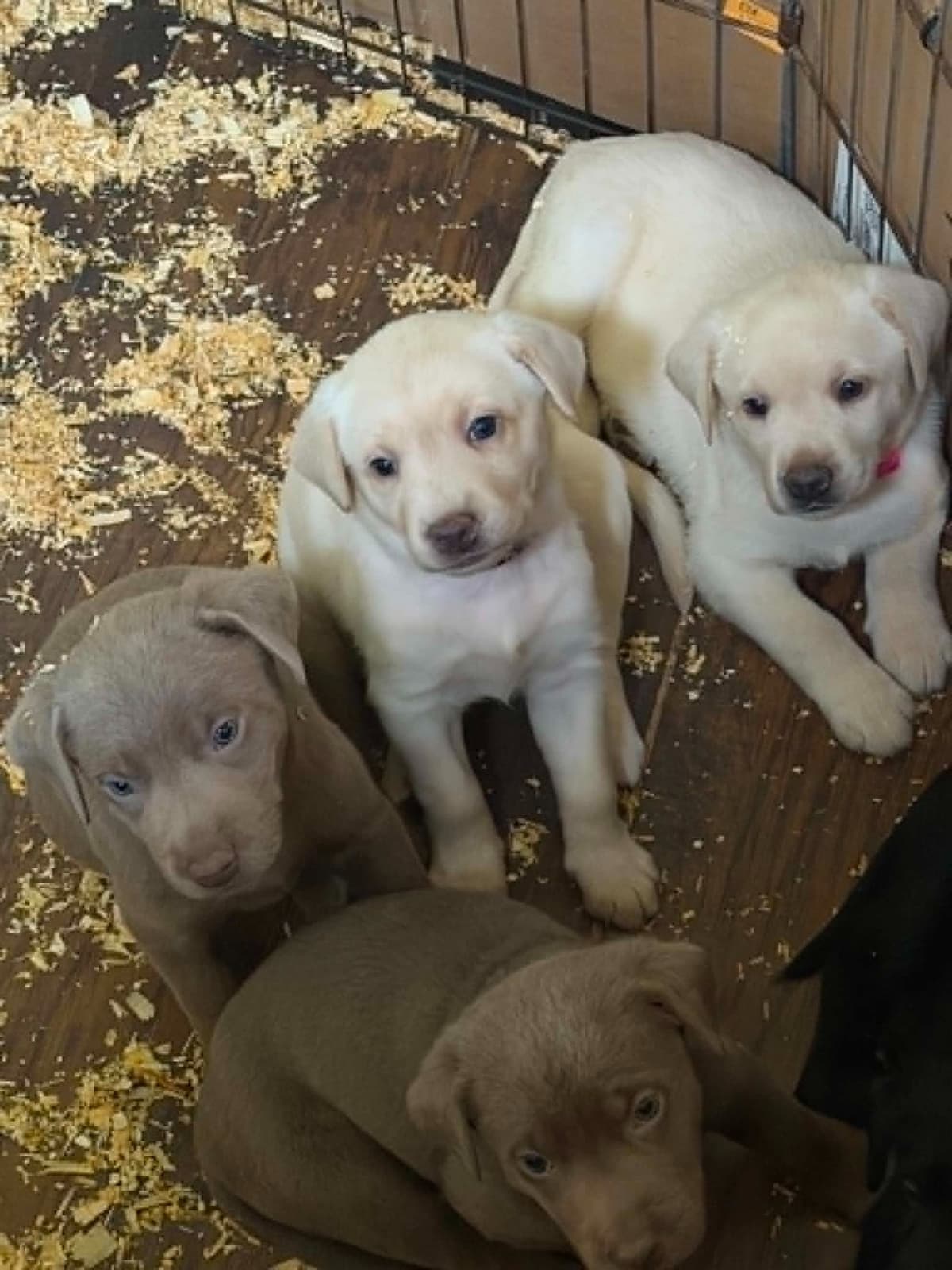 Labrador Retriever Puppies breeder image 3