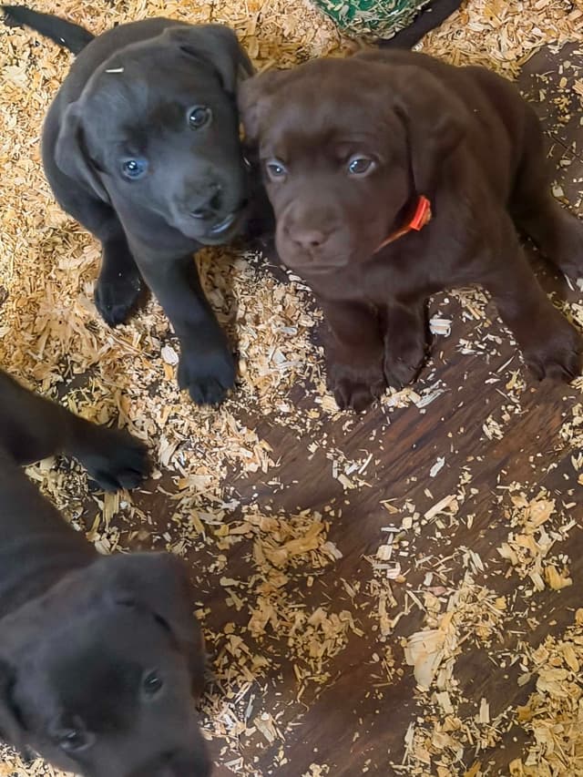 Labrador Retriever Puppies media 2