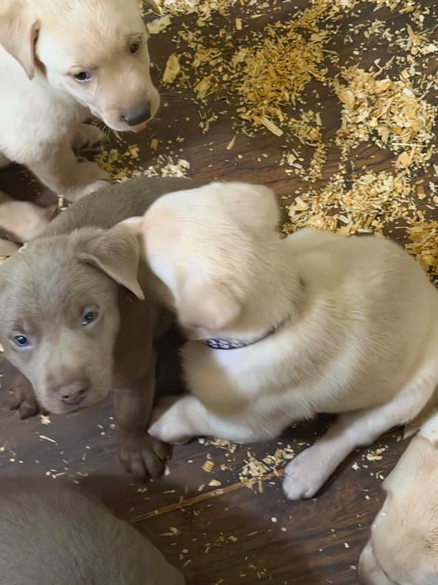 Labrador Retriever Puppies media 3