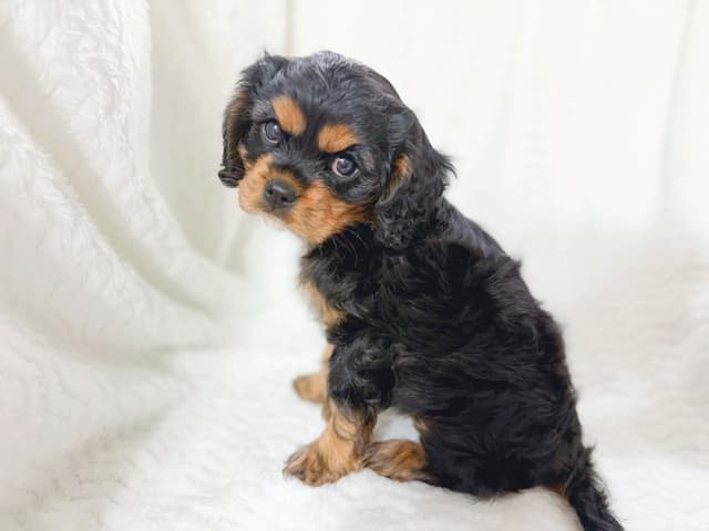 Cavalier King Charles Spaniel Puppies media 2