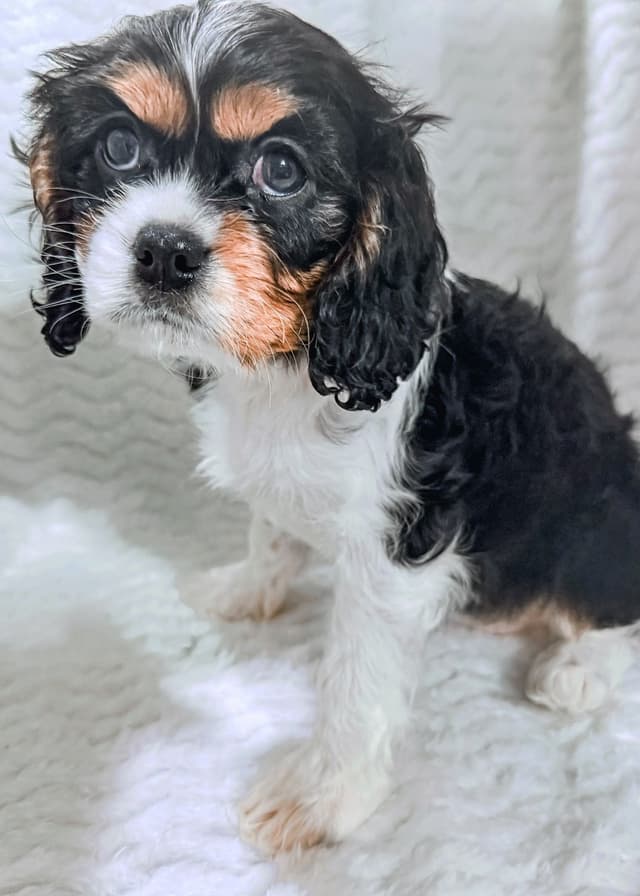 Cavalier King Charles Spaniel Puppies media 3
