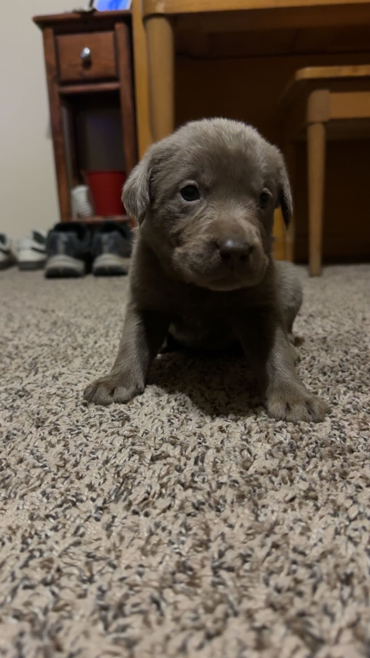 Labrador Retriever Puppies breeder image 1