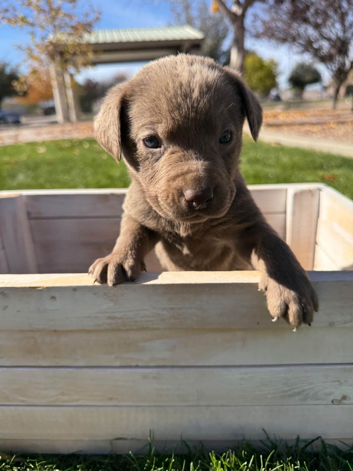Labrador Retriever Puppies breeder image 2
