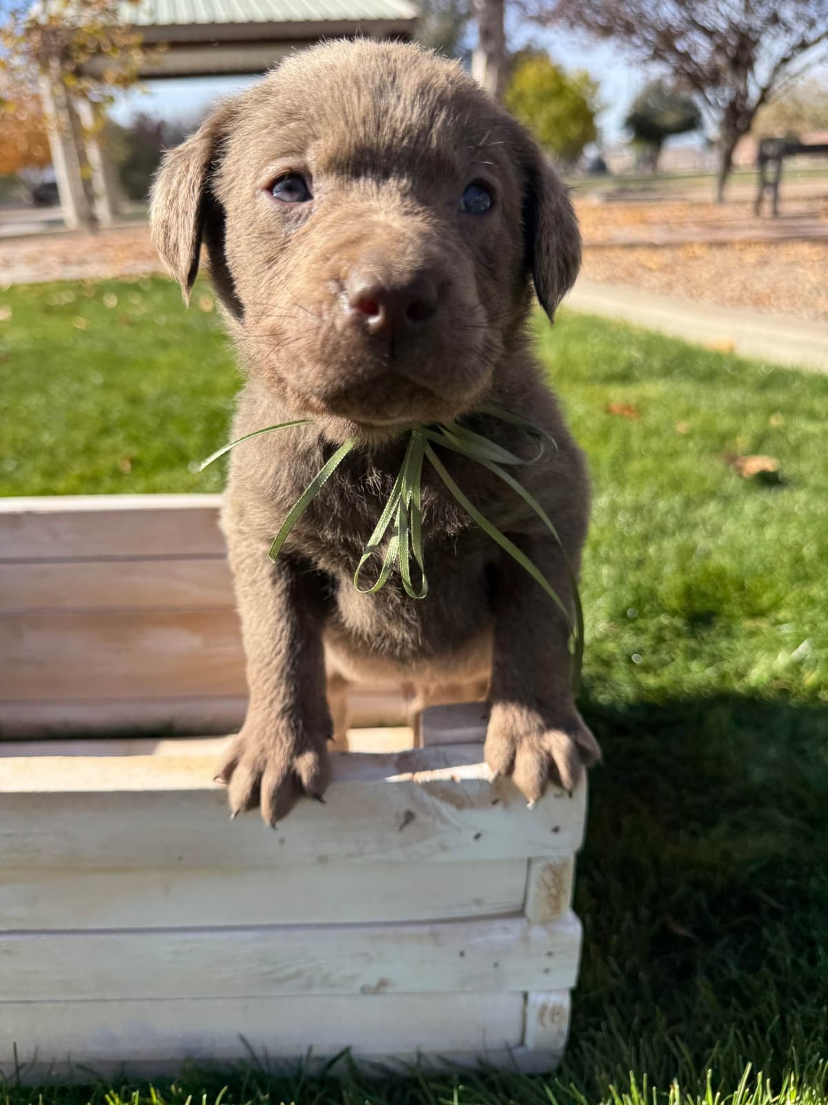 Labrador Retriever Puppies breeder image 3