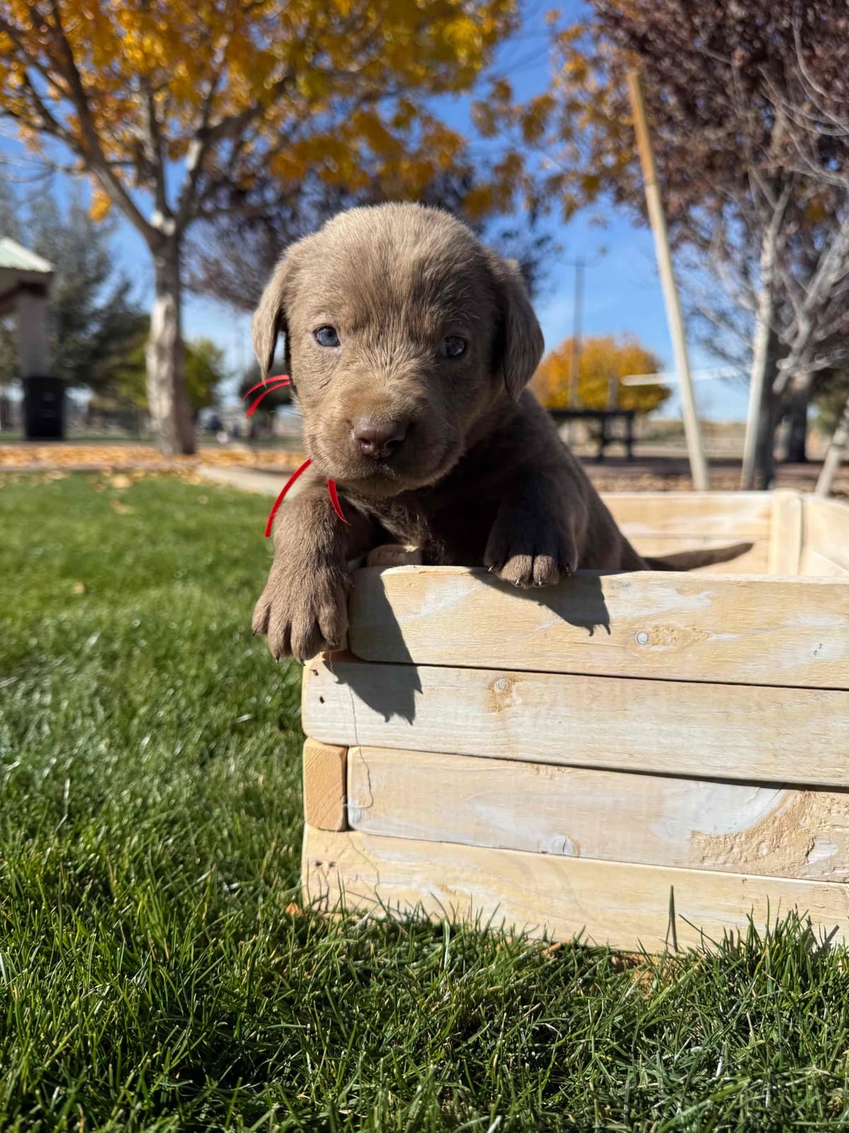 Labrador Retriever Puppies breeder image 4