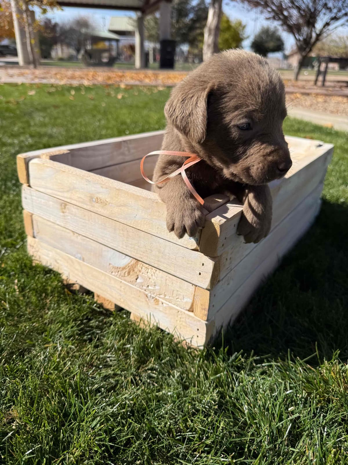 Labrador Retriever Puppies breeder image 5