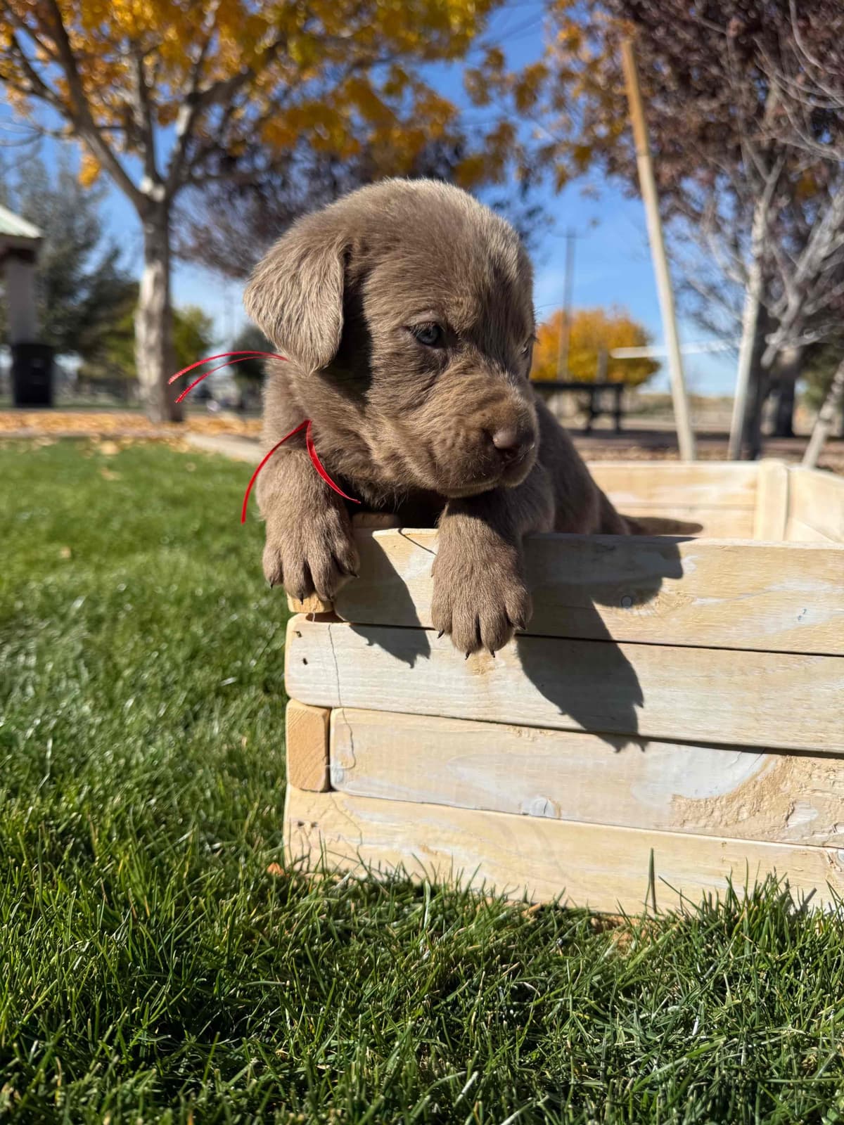 Labrador Retriever Puppies breeder image 8