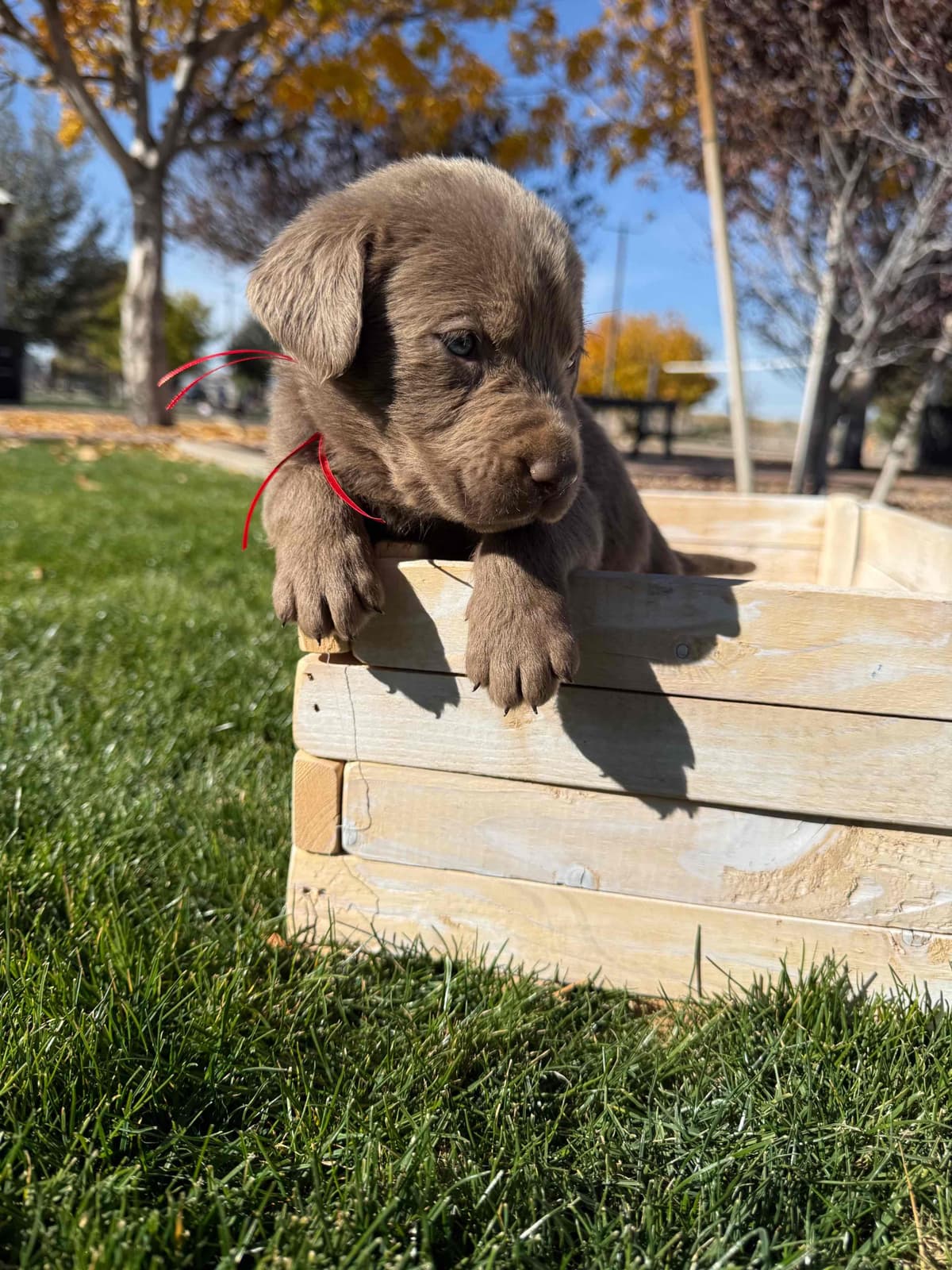 Labrador Retriever Puppies breeder image 9