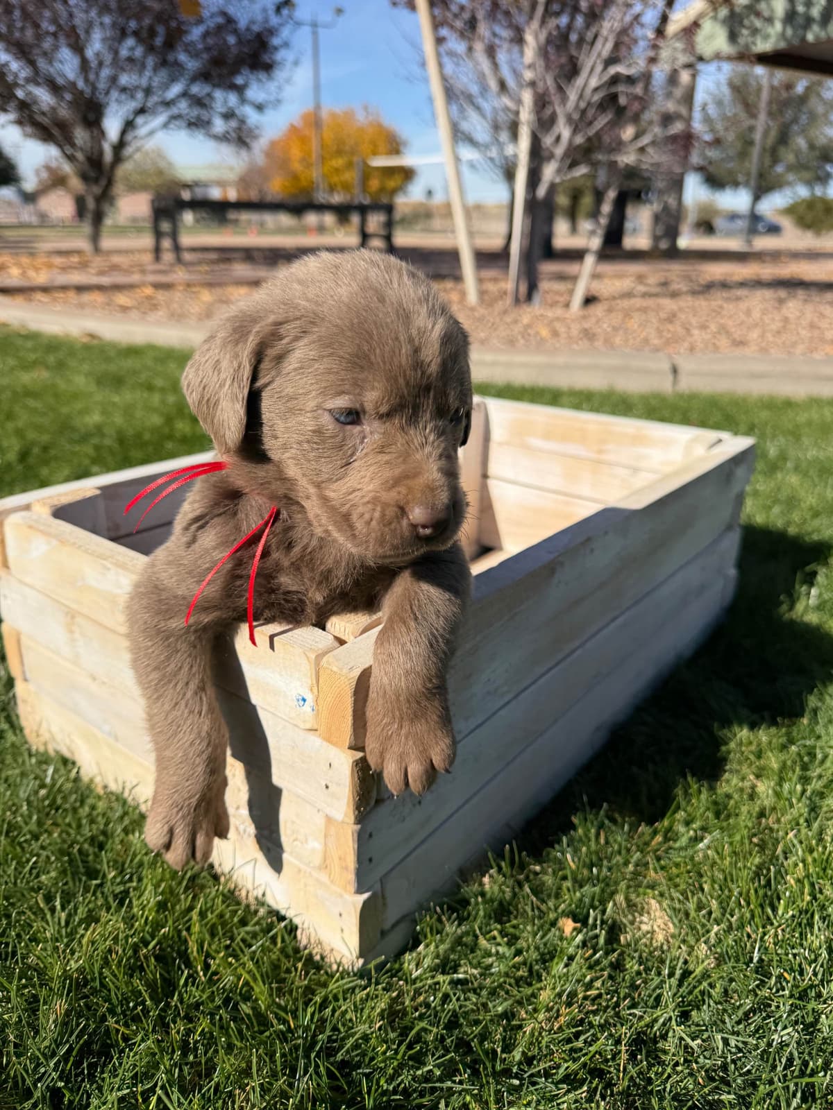 Labrador Retriever Puppies breeder image 10