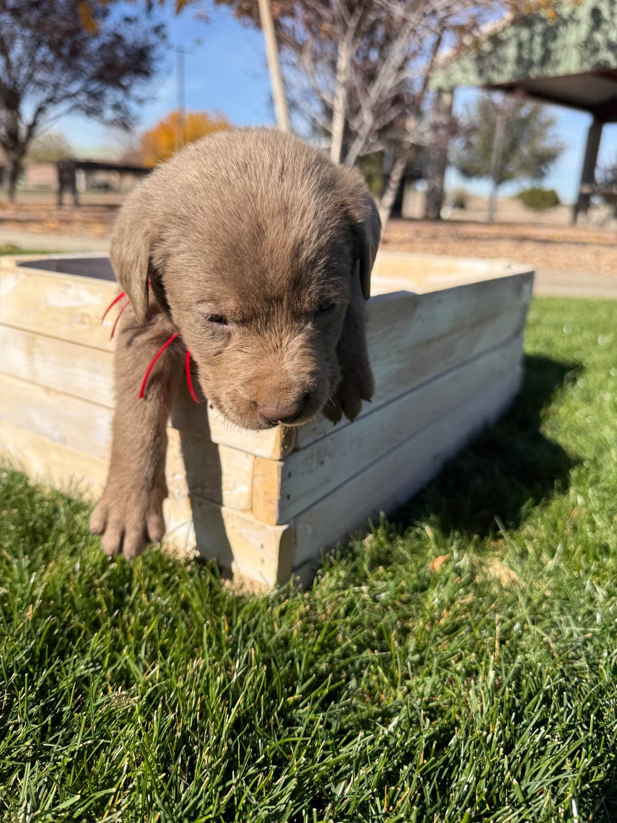 Labrador Retriever Puppies breeder image 11