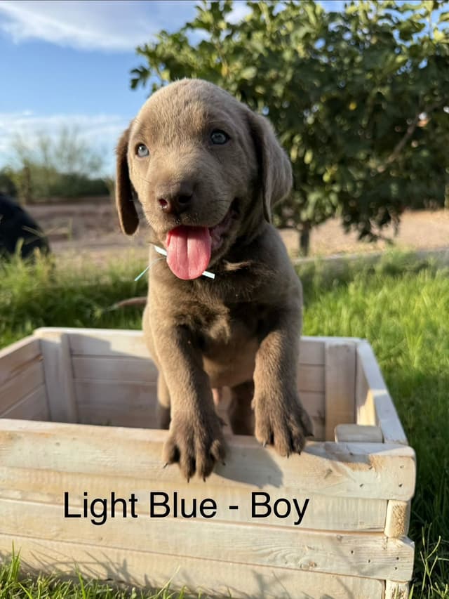 Labrador Retriever Puppies media 2