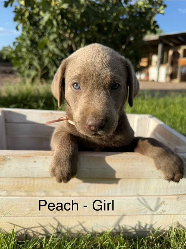 Labrador Retriever Puppies media 3