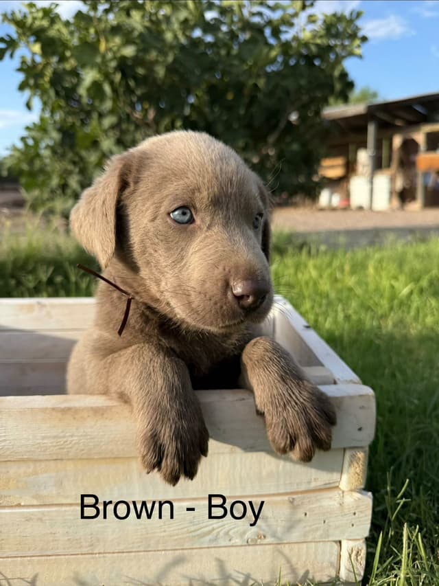 Labrador Retriever Puppies media 4