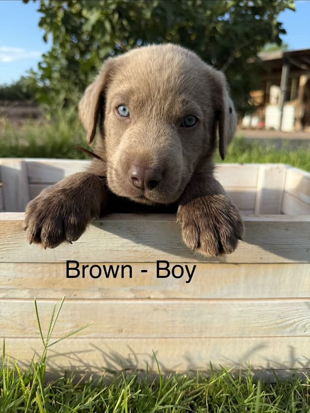Labrador Retriever Puppies media 5