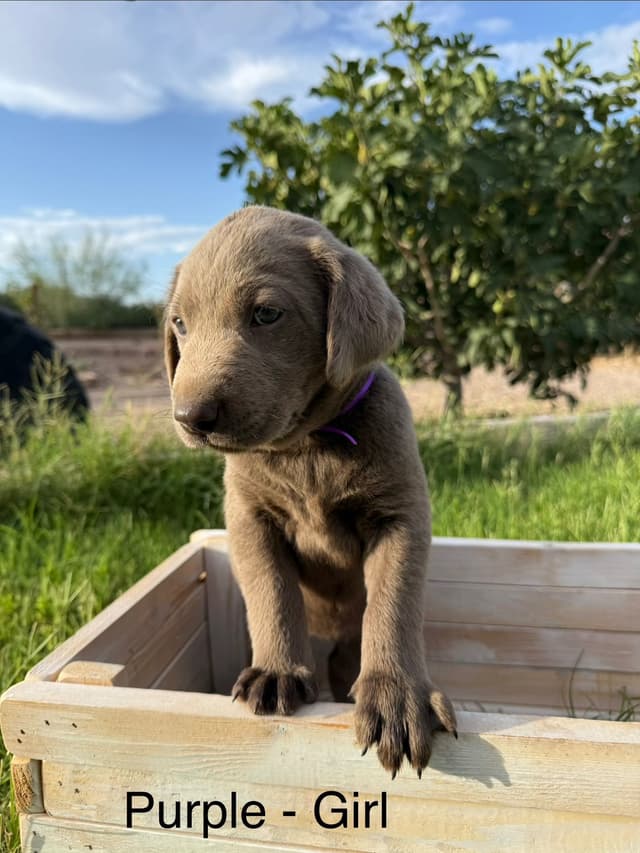 Labrador Retriever Puppies media 6