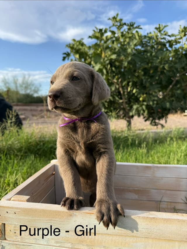 Labrador Retriever Puppies media 7