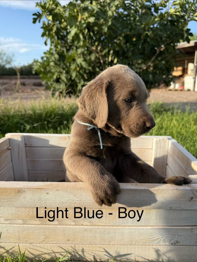 Labrador Retriever Puppies media 8