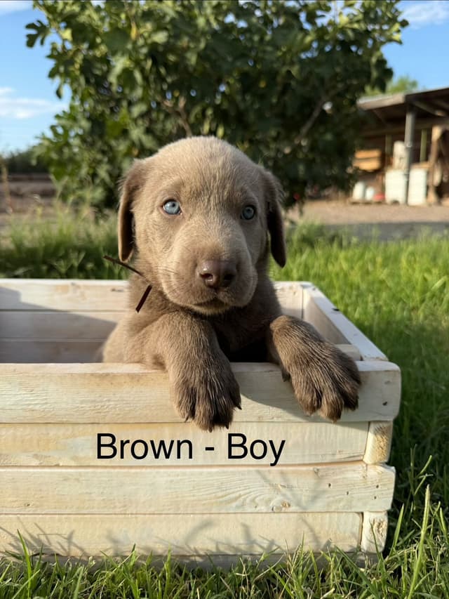 Labrador Retriever Puppies media 10
