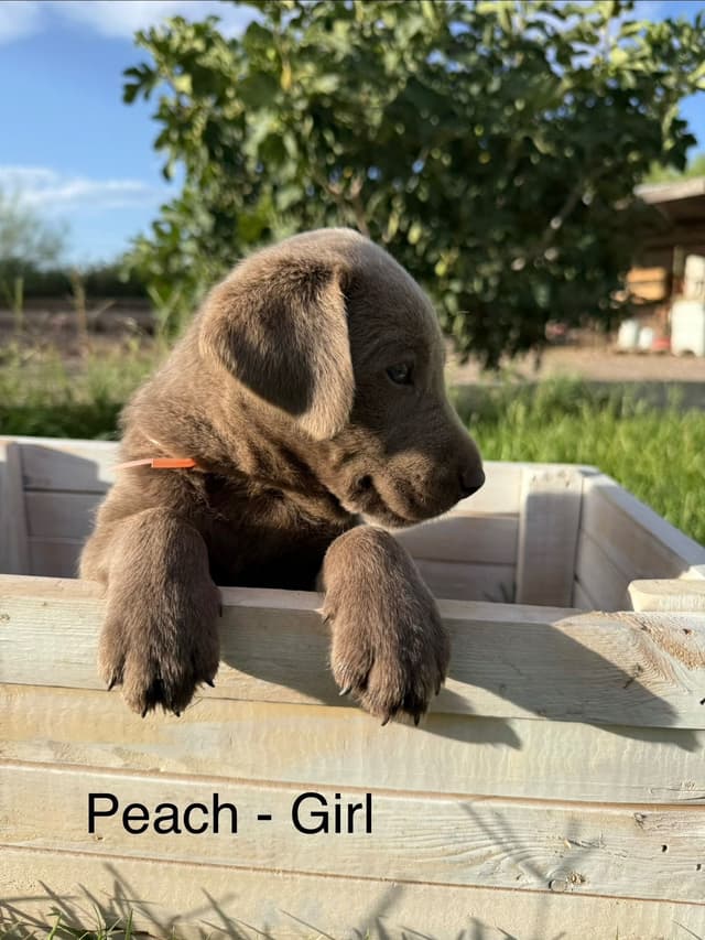 Labrador Retriever Puppies media 11