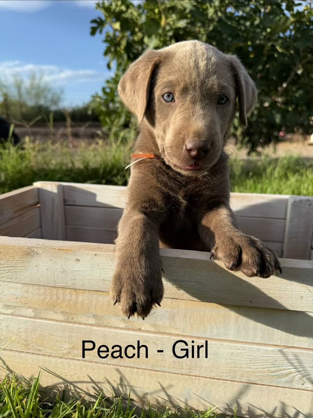 Labrador Retriever Puppies media 12