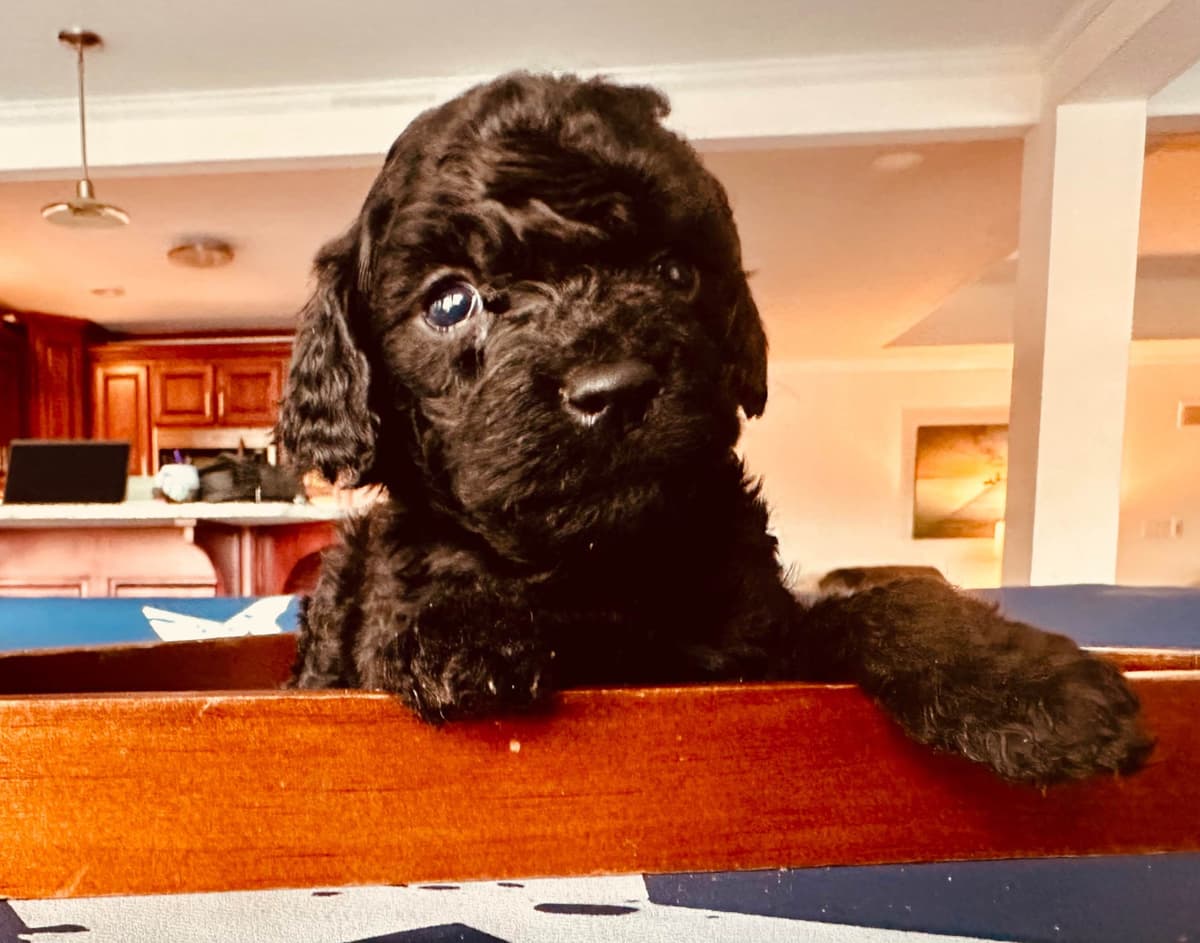 Poodle Puppies breeder image 1