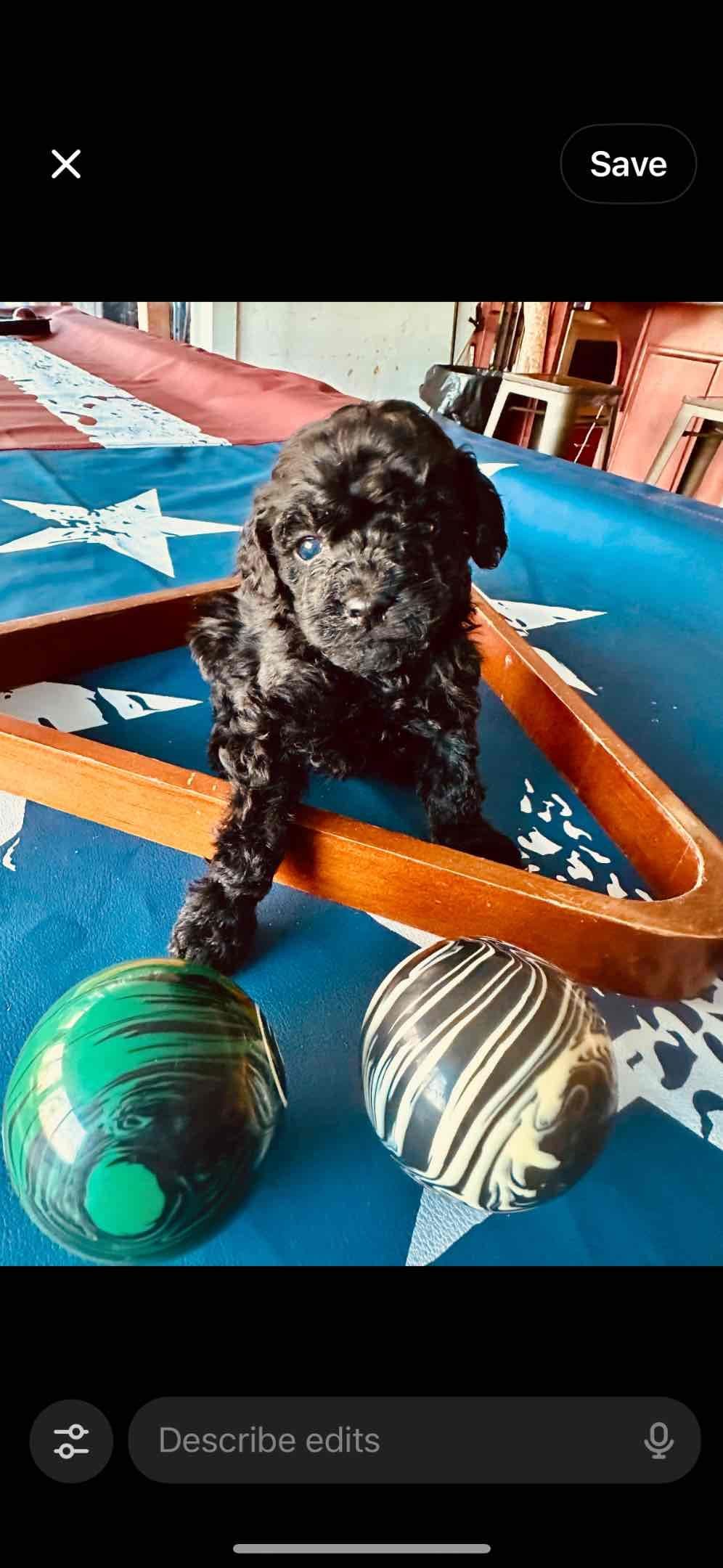 Poodle Puppies breeder image 3