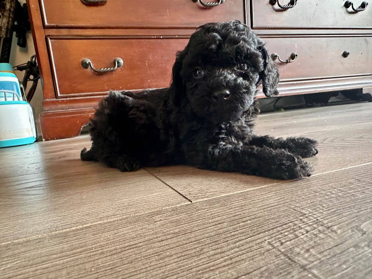 Poodle Puppies breeder image 2