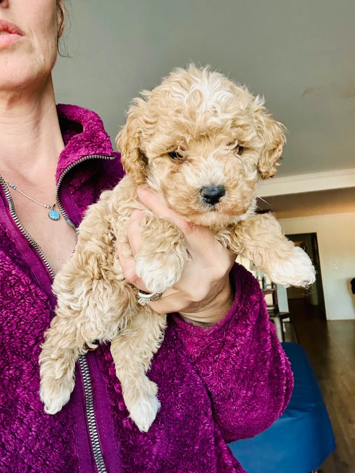 Poodle Puppies breeder image 5