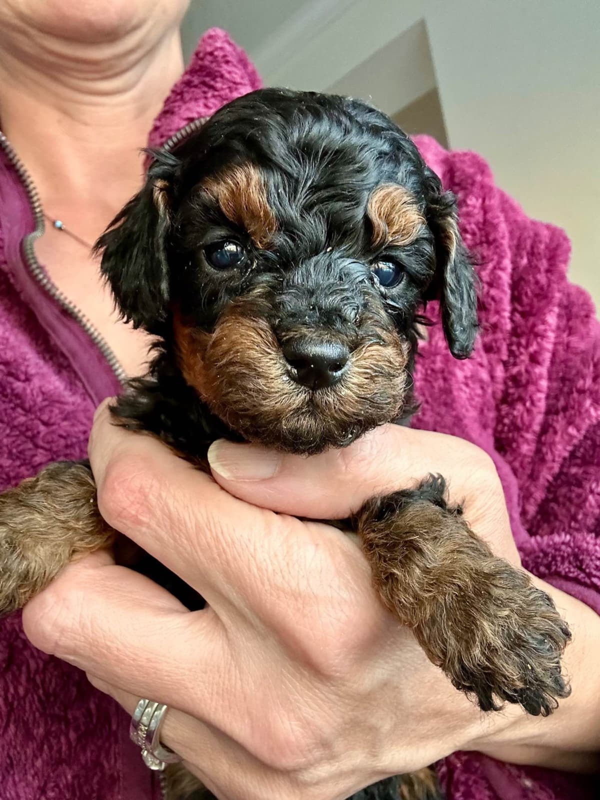 Poodle Puppies breeder image 4