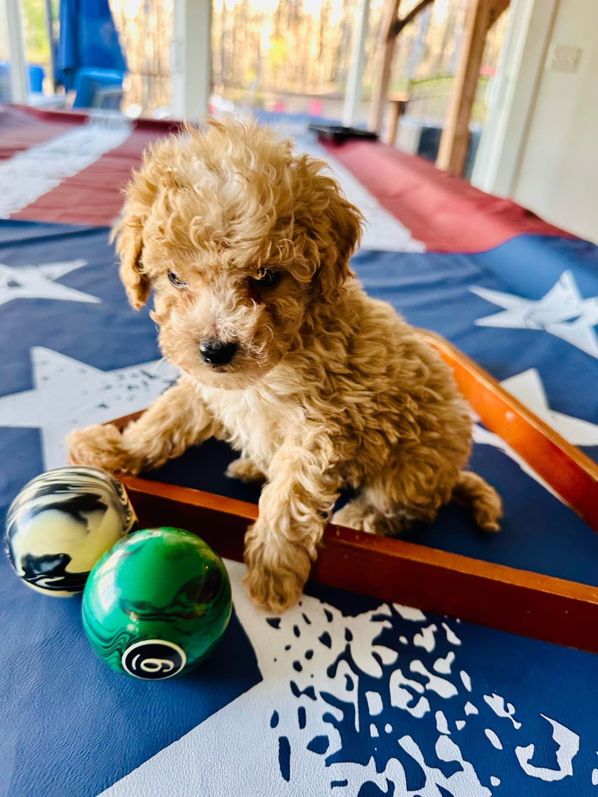 Poodle Puppies breeder image 6