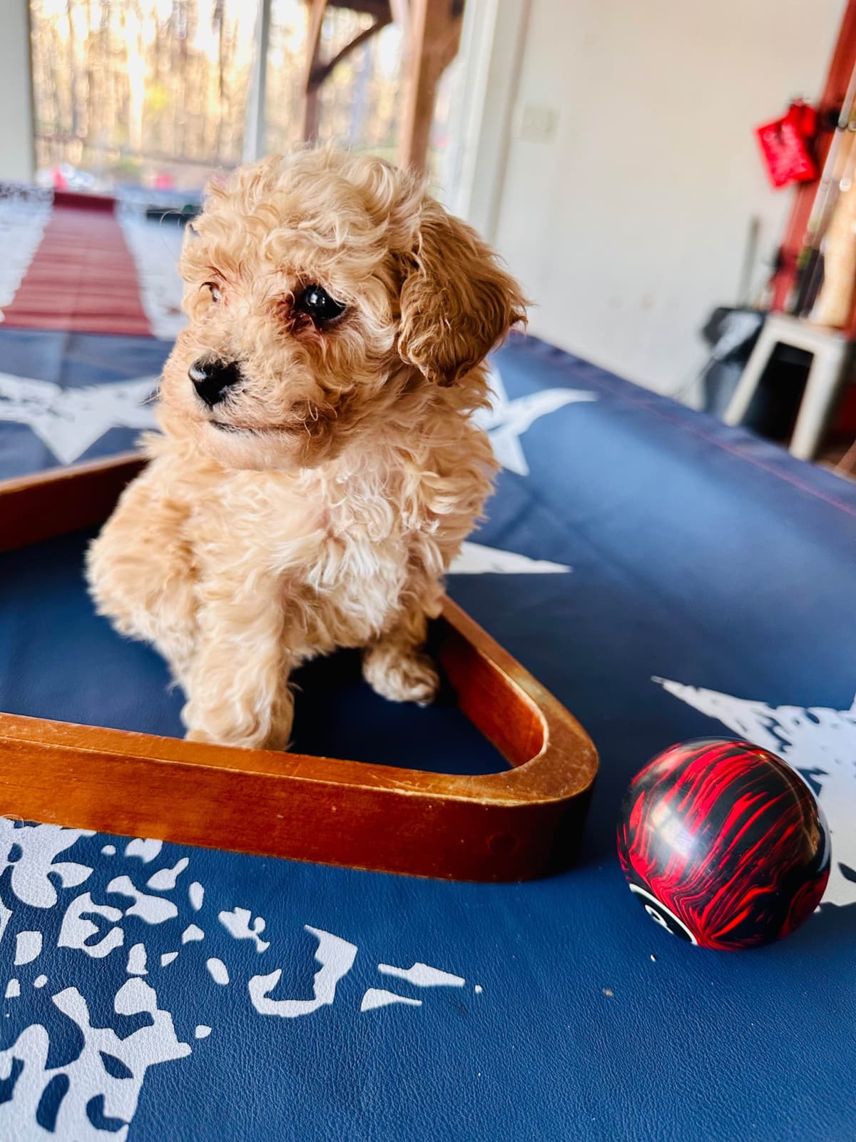 Poodle Puppies breeder image 7