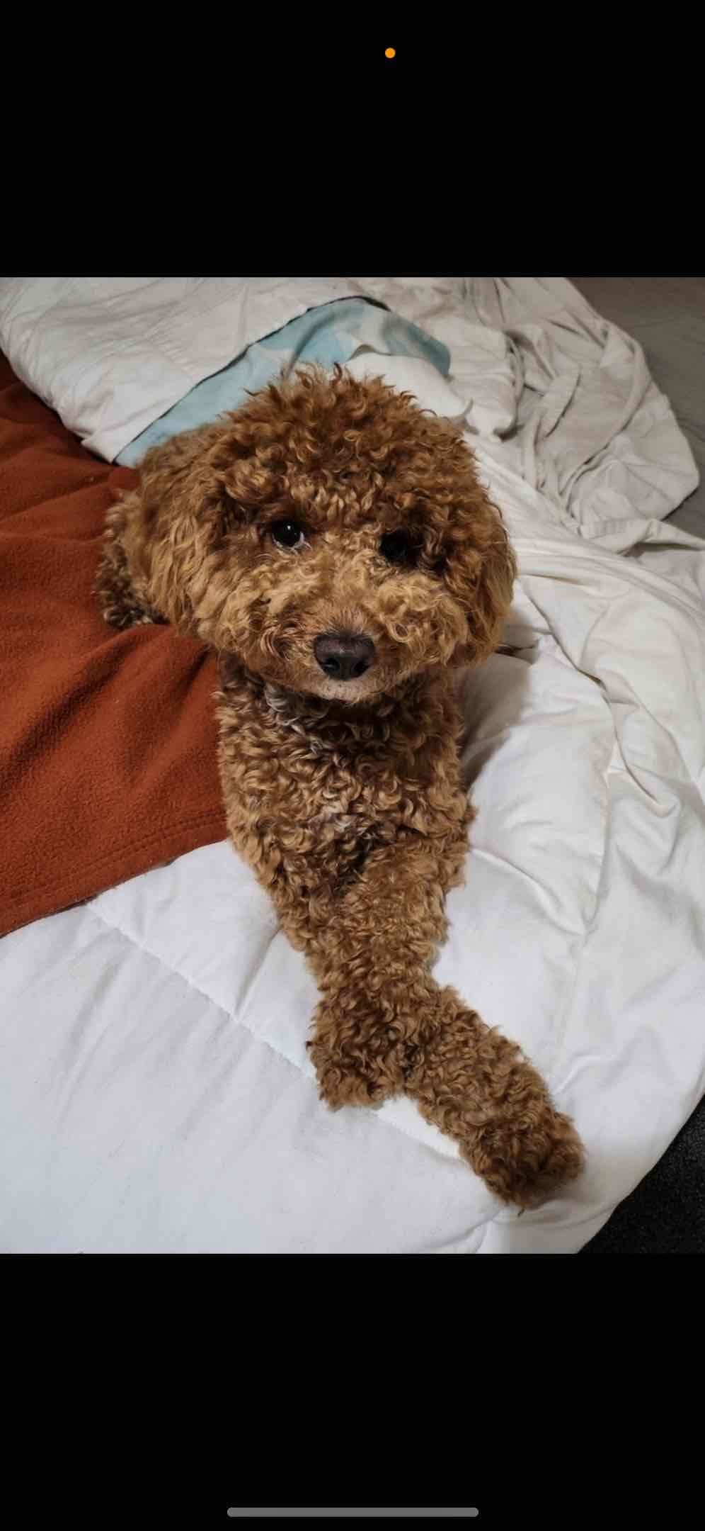 Poodle Puppies breeder image 8