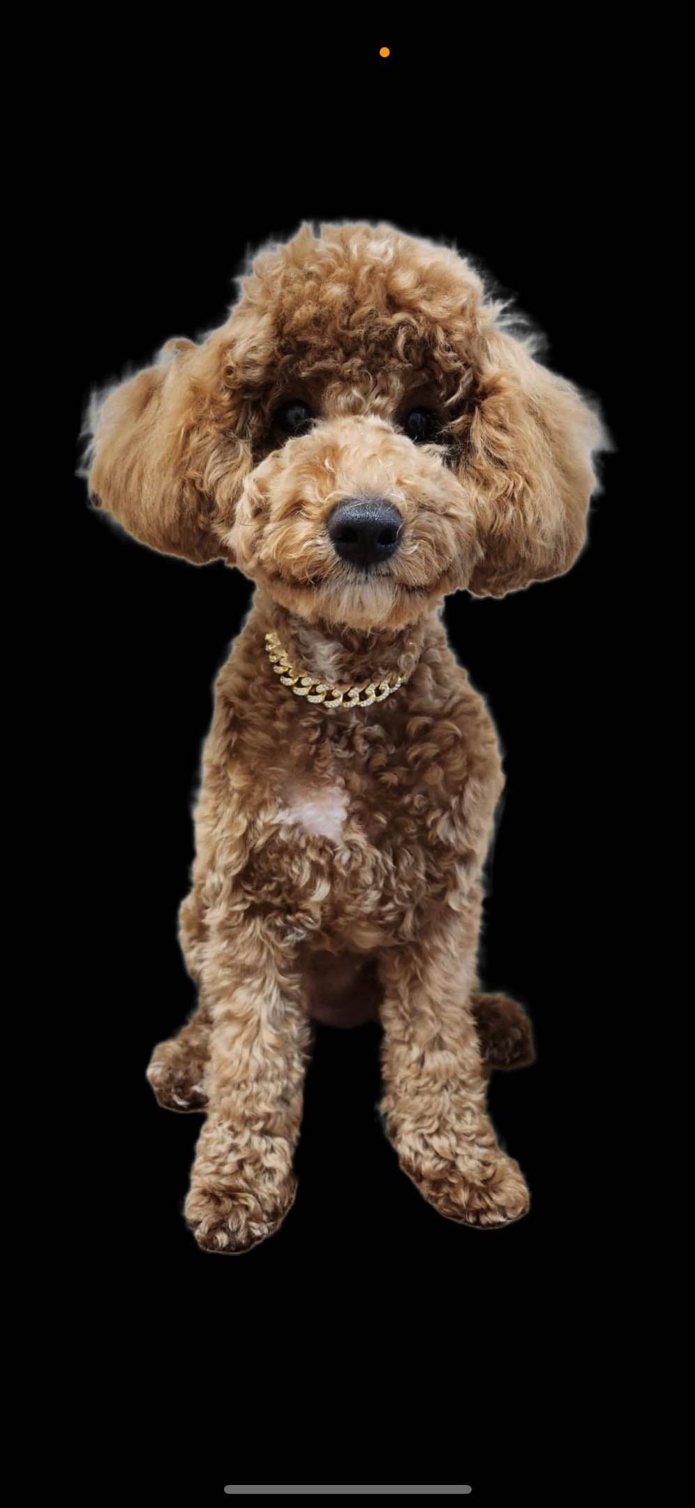 Poodle Puppies breeder image 10