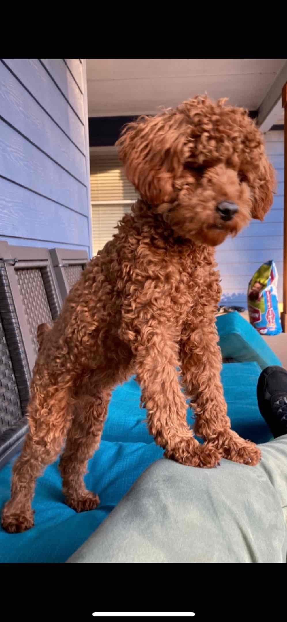 Poodle Puppies breeder image 9