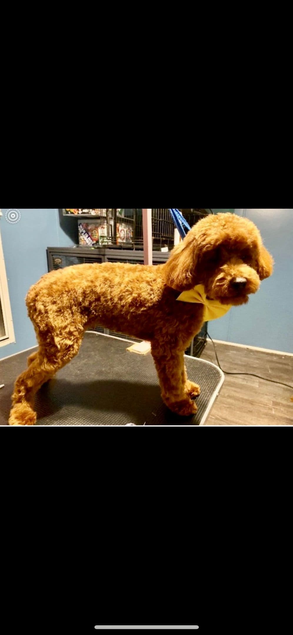 Poodle Puppies breeder image 11