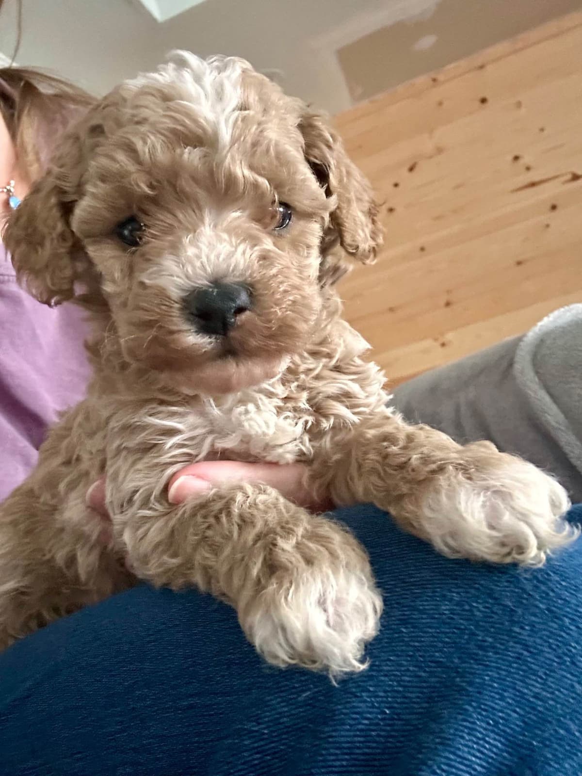 Poodle Puppies breeder image 12