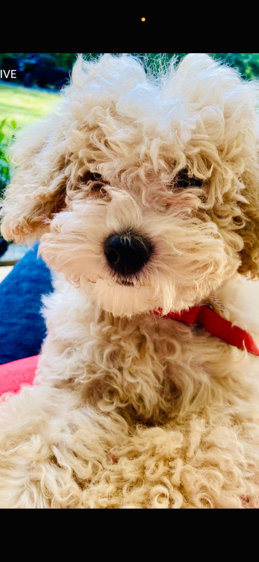 Poodle Puppies breeder image 13