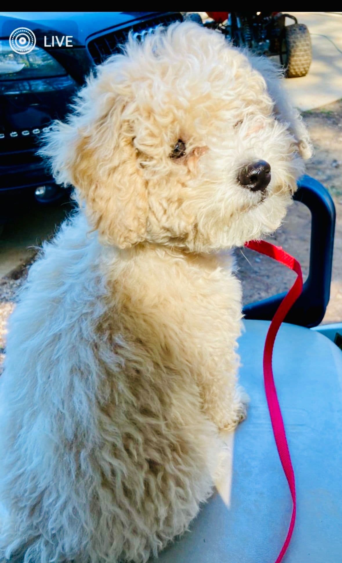 Poodle Puppies breeder image 14