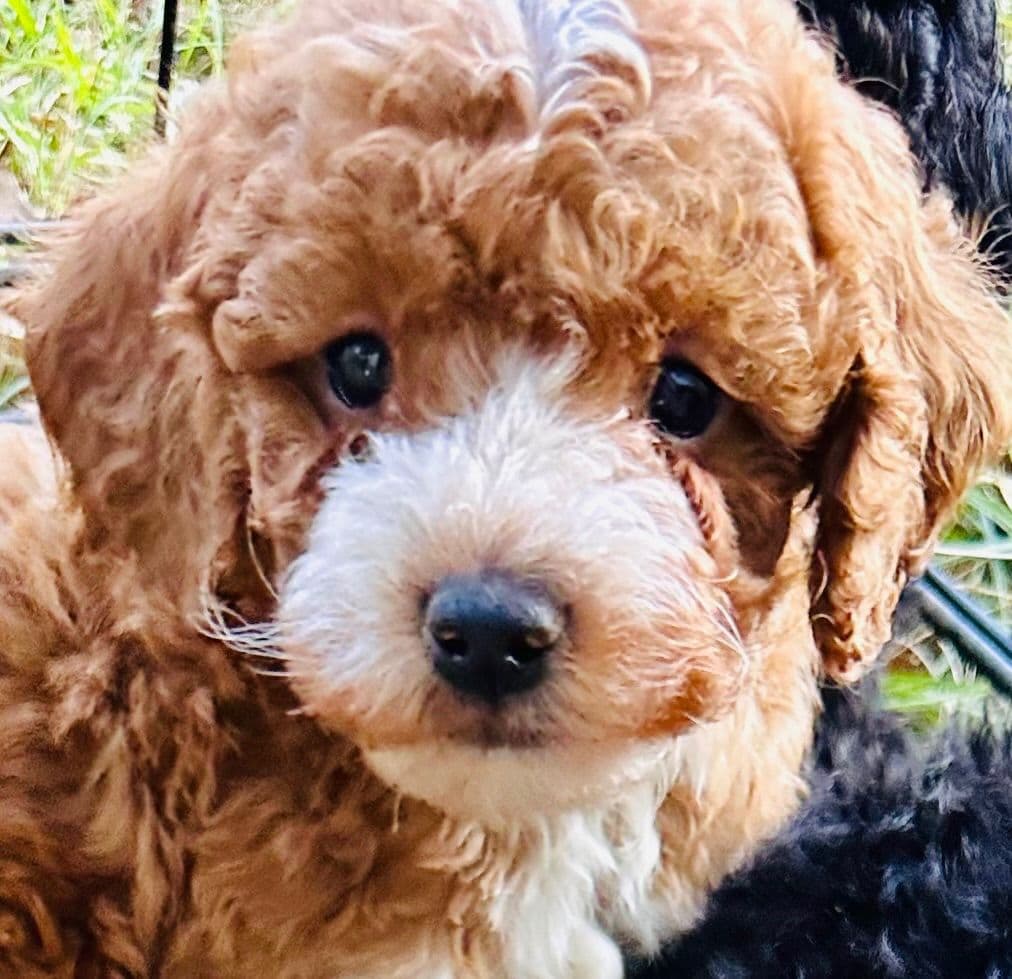 Poodle Puppies breeder image 15