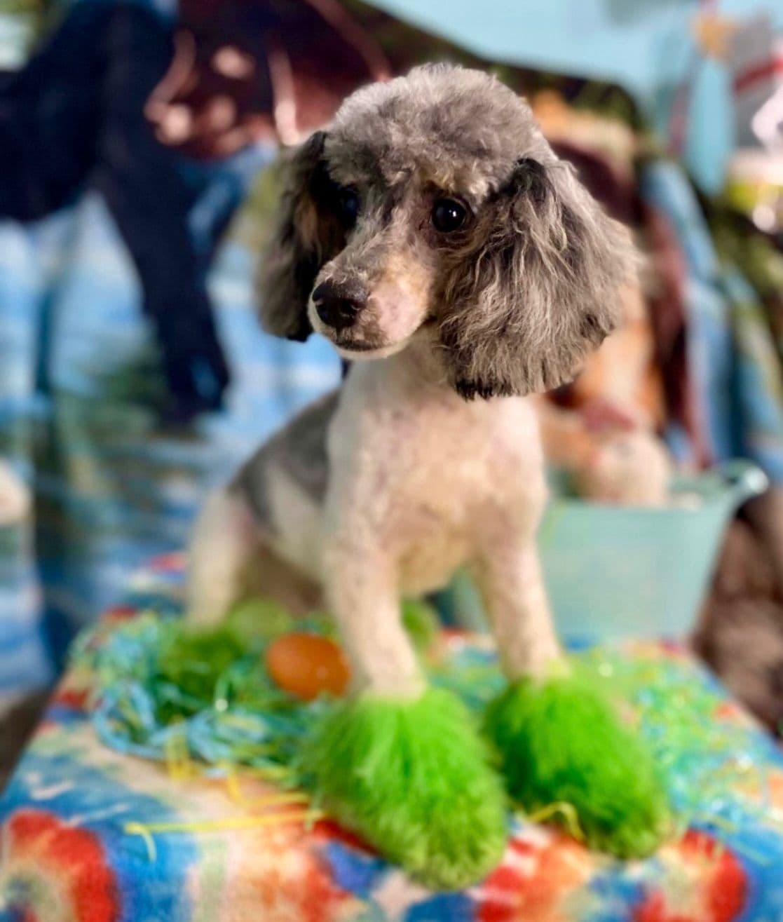 Poodle Puppies breeder image 16