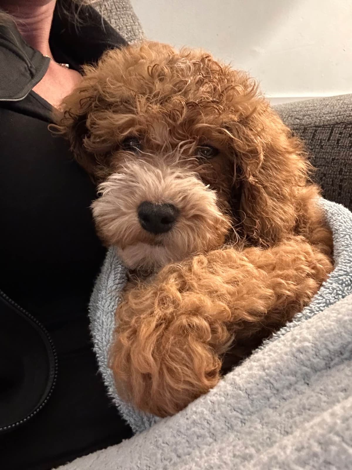 Poodle Puppies breeder image 17