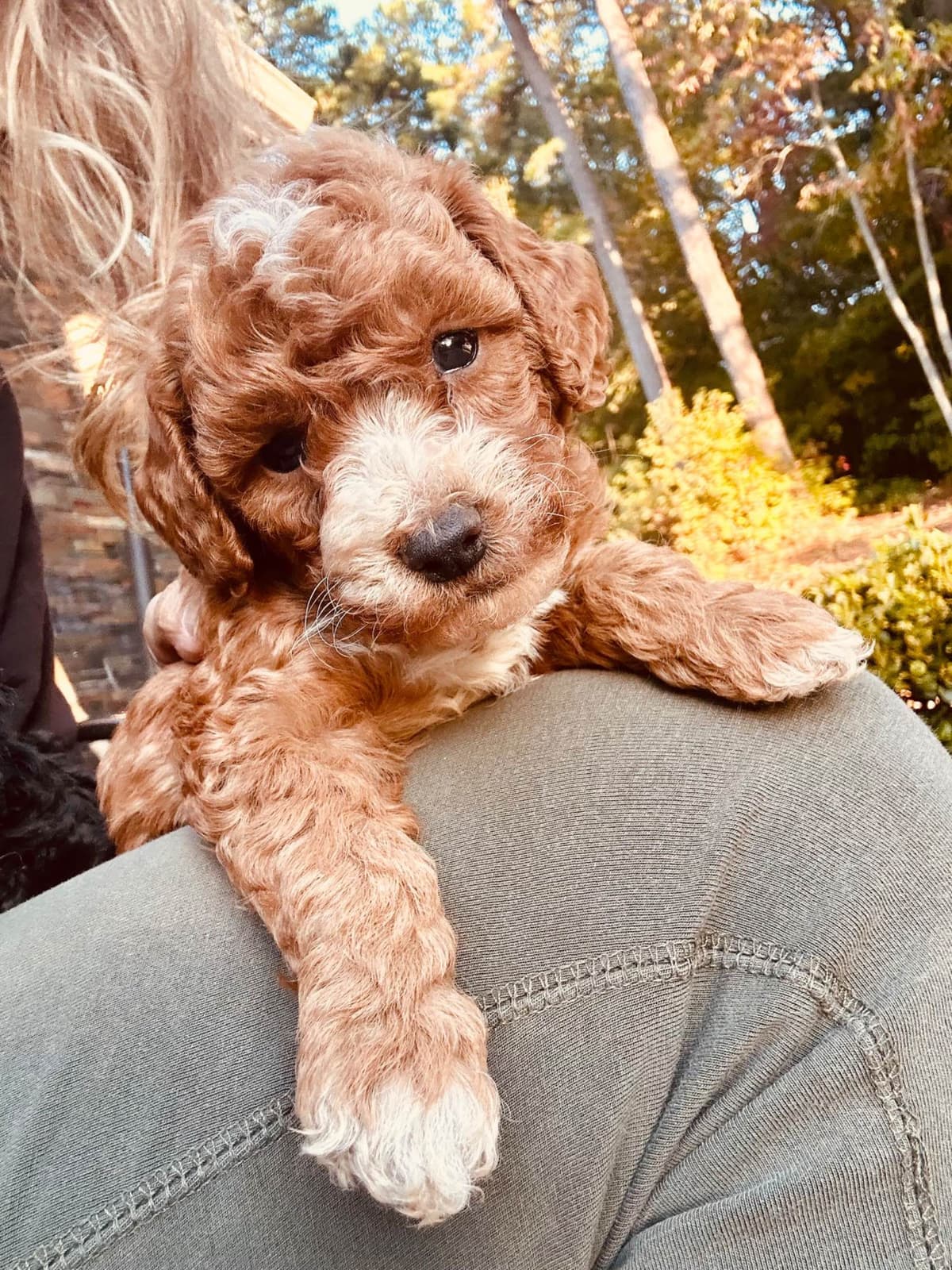Poodle Puppies breeder image 20