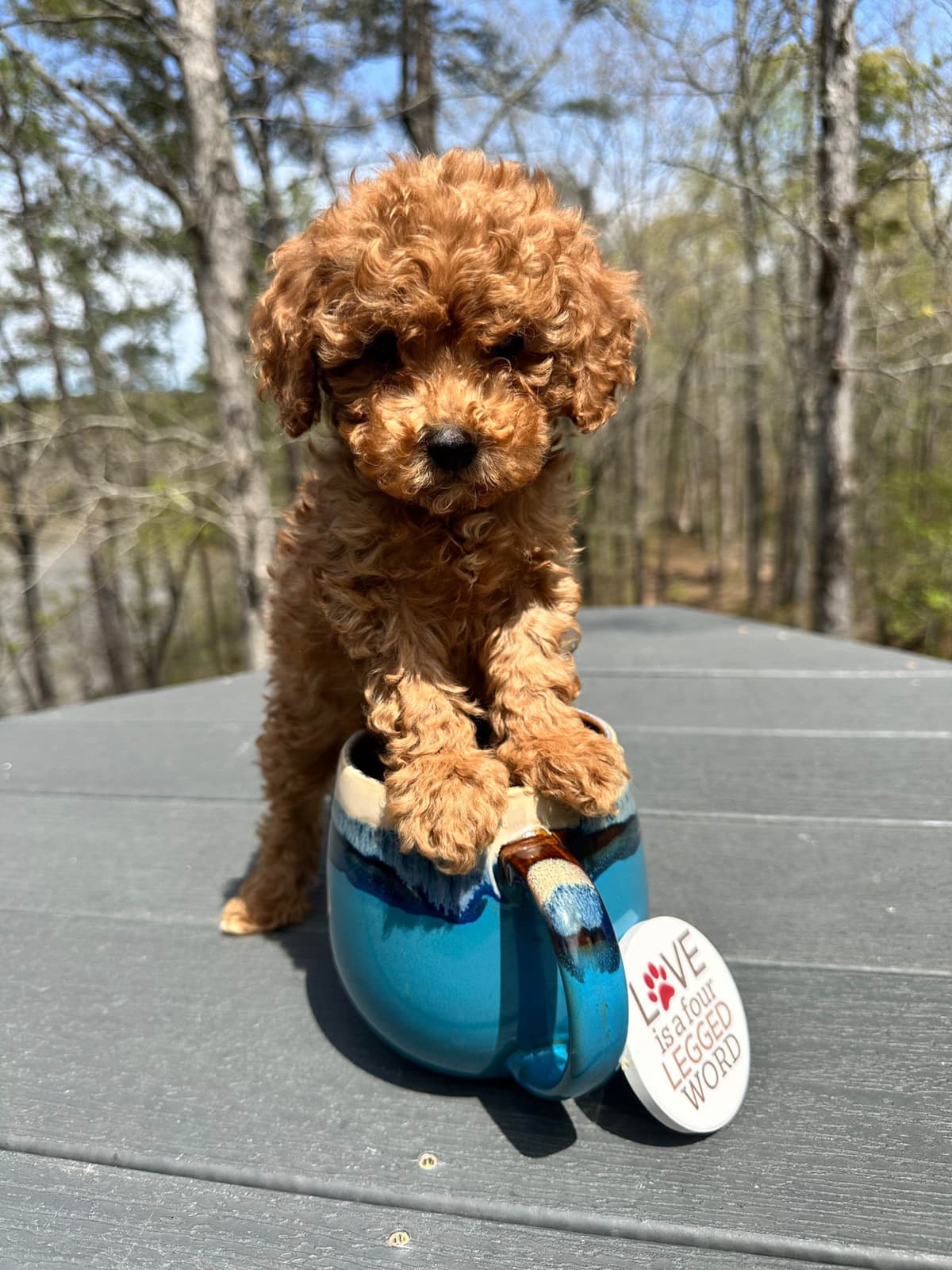 Poodle Puppies breeder image 21
