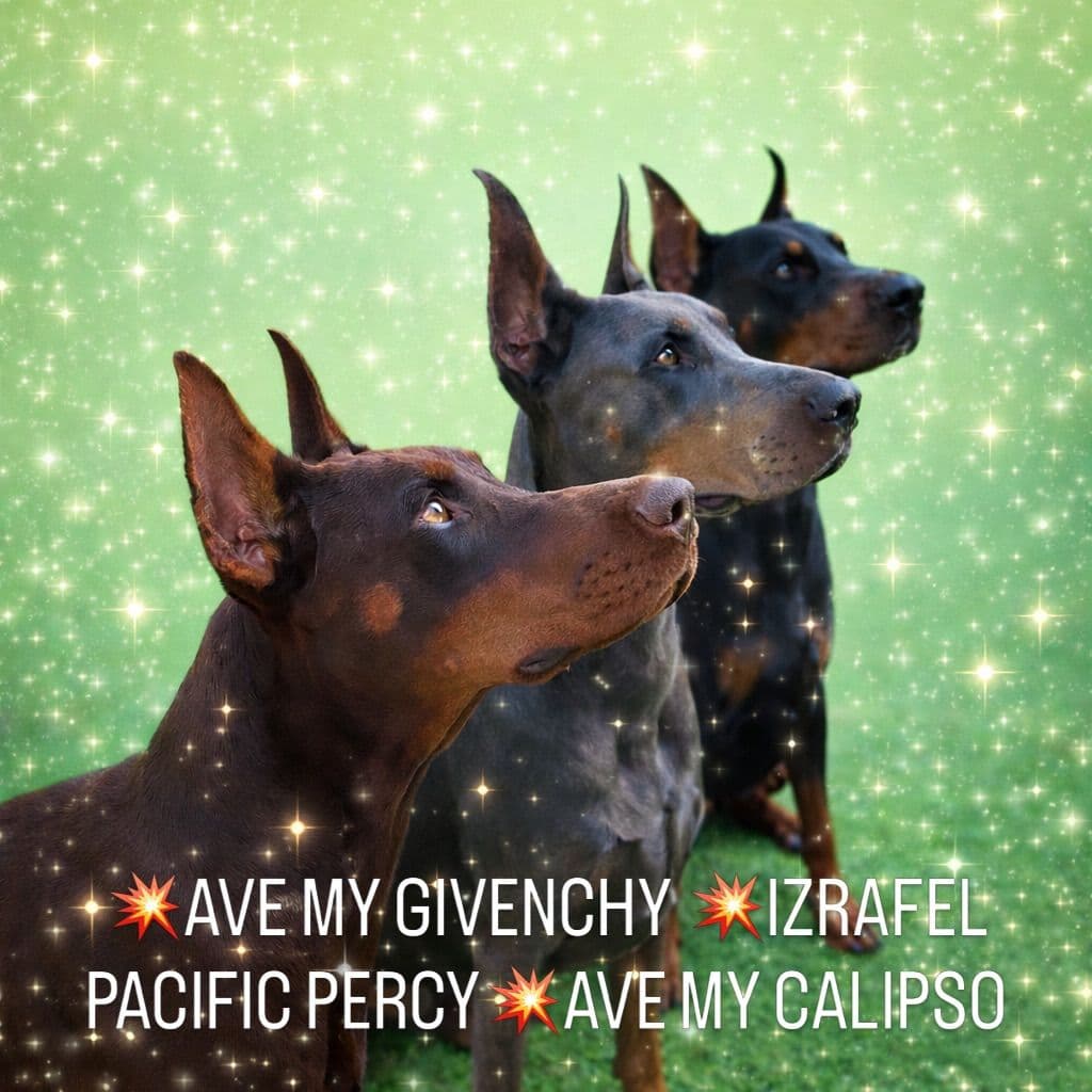 Pure European Doberman Puppies. Imported parents-Serbia/Belarus breeder image 1