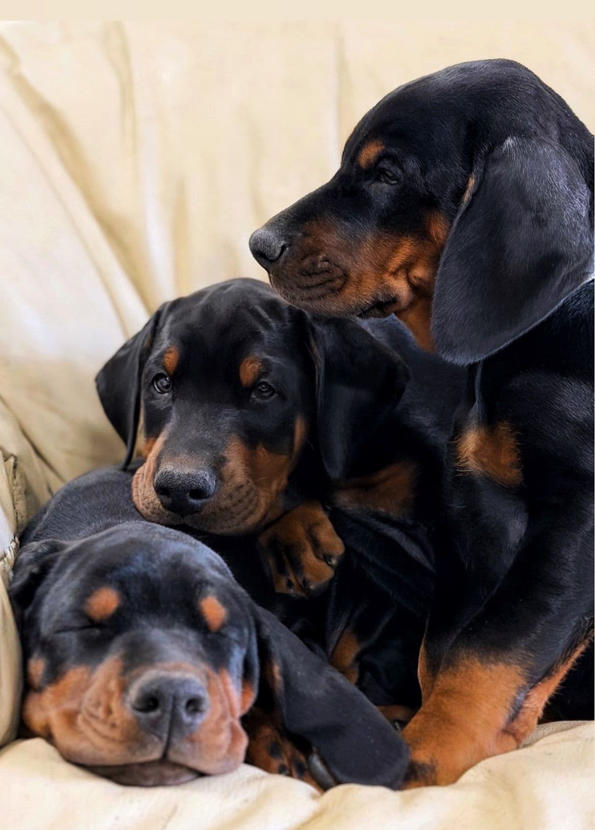 Pure European Doberman Puppies. Imported parents-Serbia/Belarus breeder image 2