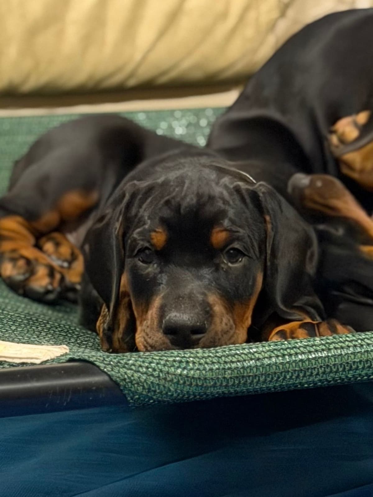 Pure European Doberman Puppies. Imported parents-Serbia/Belarus breeder image 4