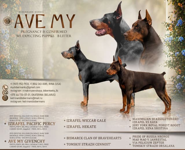 Pure European Doberman Puppies. Imported parents-Serbia/Belarus media 3