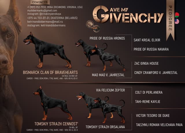 Pure European Doberman Puppies. Imported parents-Serbia/Belarus media 2