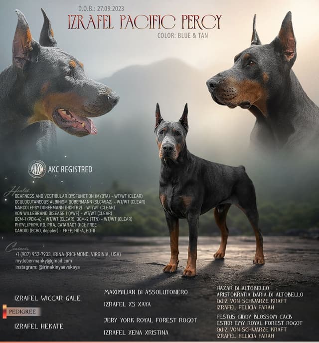 Pure European Doberman Puppies. Imported parents-Serbia/Belarus media 4